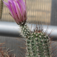 Echinocereus fendleri var. rectispinus (Cactus)