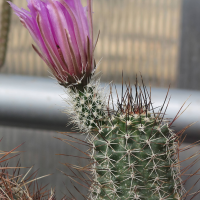 echinocereus_fendleri_rectispinus1md (Echinocereus fendleri var. rectispinus)