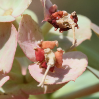 euphorbia_myrsinites2md (Euphorbia myrsinites)