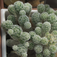 Mammillaria gracilis (Cactus)