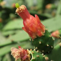 Nopalea dejecta (Cactus, Nopal)
