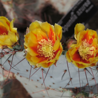 Opuntia azurea (Cactus)