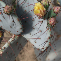 opuntia_azurea2md