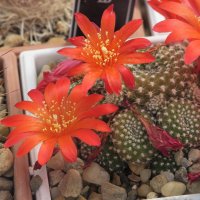 Rebutia marsoneri (Cactus)