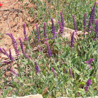 Salvia amplexicaulis (Sauge)