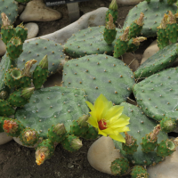 Opuntia decumbens (Cactus)