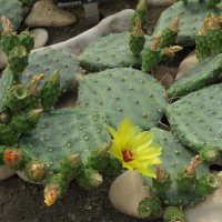 opuntia_decumbens1md