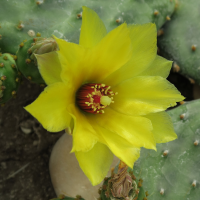 opuntia_decumbens2md