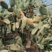 Opuntia hyptiacantha (Cactus)