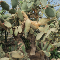 opuntia_hyptiacantha1md