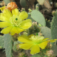 opuntia_hyptiacantha2md