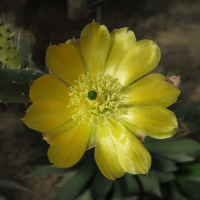 opuntia_hyptiacantha3md