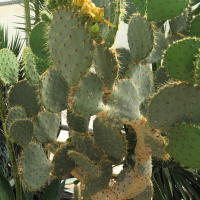 Opuntia orbiculata (Cactus)