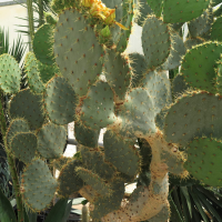 opuntia_orbiculata1md