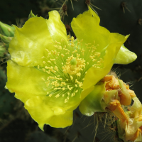 opuntia_orbiculata2md