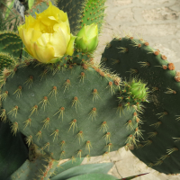 Opuntia robinsonii (Cactus)