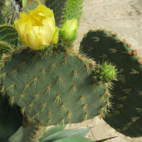 opuntia_robinsonii1md