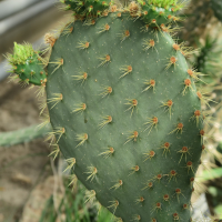 opuntia_robinsonii2md