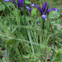 Iris graminea (Iris à feuilles de graminées)
