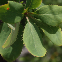 berberis_vulgaris8md