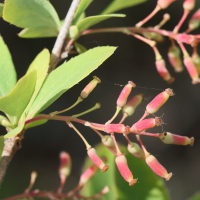 berberis_vulgaris9md (Berberis vulgaris)