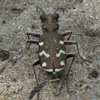 cicindela_hybrida6bd (Cicindela hybrida)