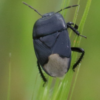 cydnus_aterrimus4bd (Cydnus aterrimus)