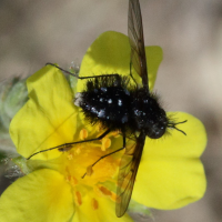 bombylella_atra2md (Bombylella atra)