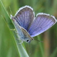 plebejus_argus6abd