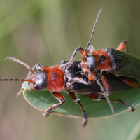 cantharis_rustica4md (Cantharis rustica)