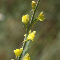 Linaria dalmatica (Linaire)