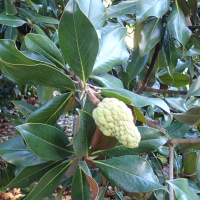 magnolia_grandiflora7fc