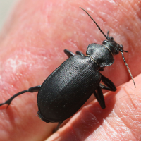 calosoma_inquisitor2md (Calosoma inquisitor)