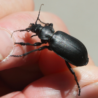 calosoma_inquisitor3md (Calosoma inquisitor)