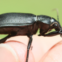 calosoma_inquisitor4md