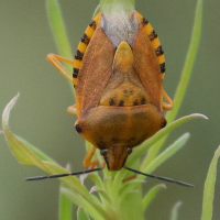 carpocoris_mediterraneus7bd