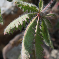 potentilla_astracanica2md