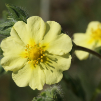 potentilla_astracanica3md