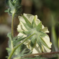 potentilla_astracanica4md