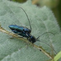 agapanthia_intermedia3bd (Agapanthia intermedia)