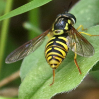 chrysotoxum_cautum3bd (Chrysotoxum cautum)