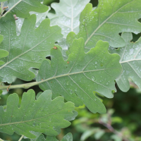 quercus_pedunculiflora2md