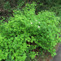 Physocarpus opulifolius (Physocarpe à feuilles d'obier)