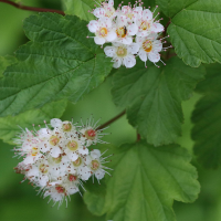 physocarpus_opulifolius3md