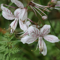 dictamnus_albus4md (Dictamnus albus)