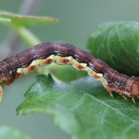 erannis_defoliaria_ch3md (Erannis defoliaria)