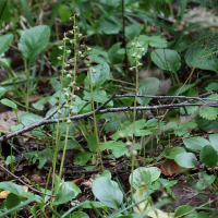 pyrola_rotundifolia_rotundifolia1bd