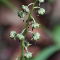 pyrola_rotundifolia_rotundifolia2md