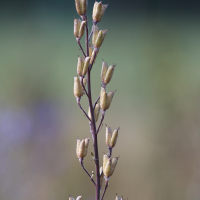 aconitum_napellus9bd (Aconitum napellus vulgare)