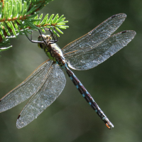 anax_imperator8bd (Anax imperator)